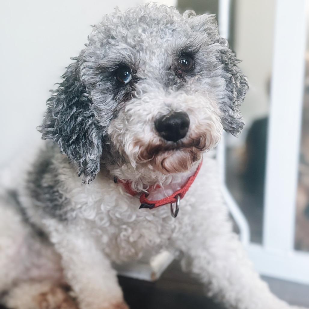 Enlarge Barkley, a Adoptable Miniature Poodle in Cincinnati, OH image 3/4