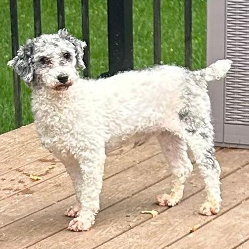 Enlarge Barkley, a Adoptable Miniature Poodle in Cincinnati, OH image 2/3