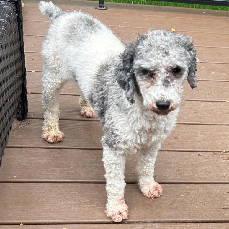 Enlarge Barkley, a Adoptable Miniature Poodle in Cincinnati, OH image 3/3