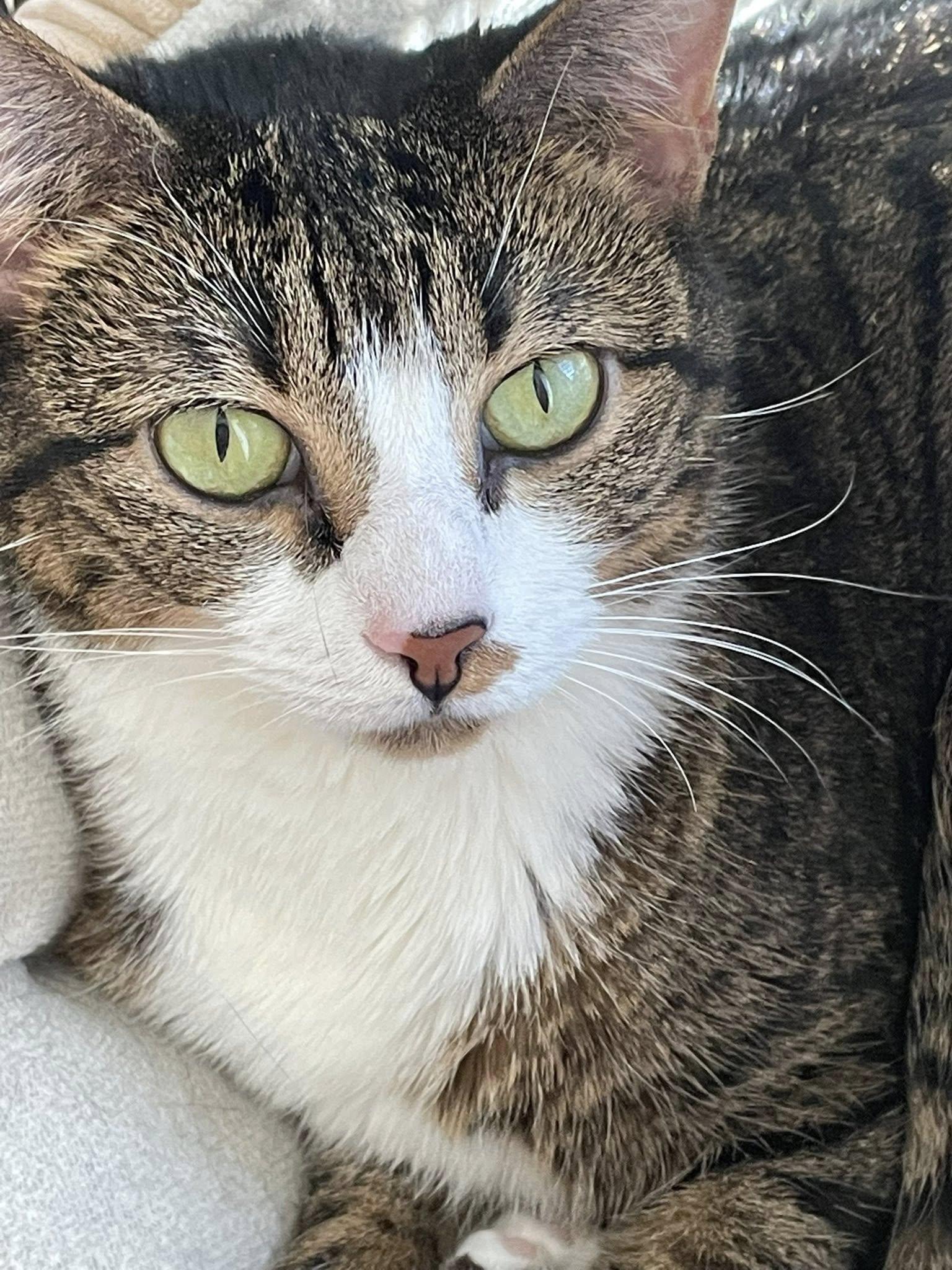 Enlarge Tallie, a ADOPTABLE Domestic Short Hair in Concord, NC image 6/6