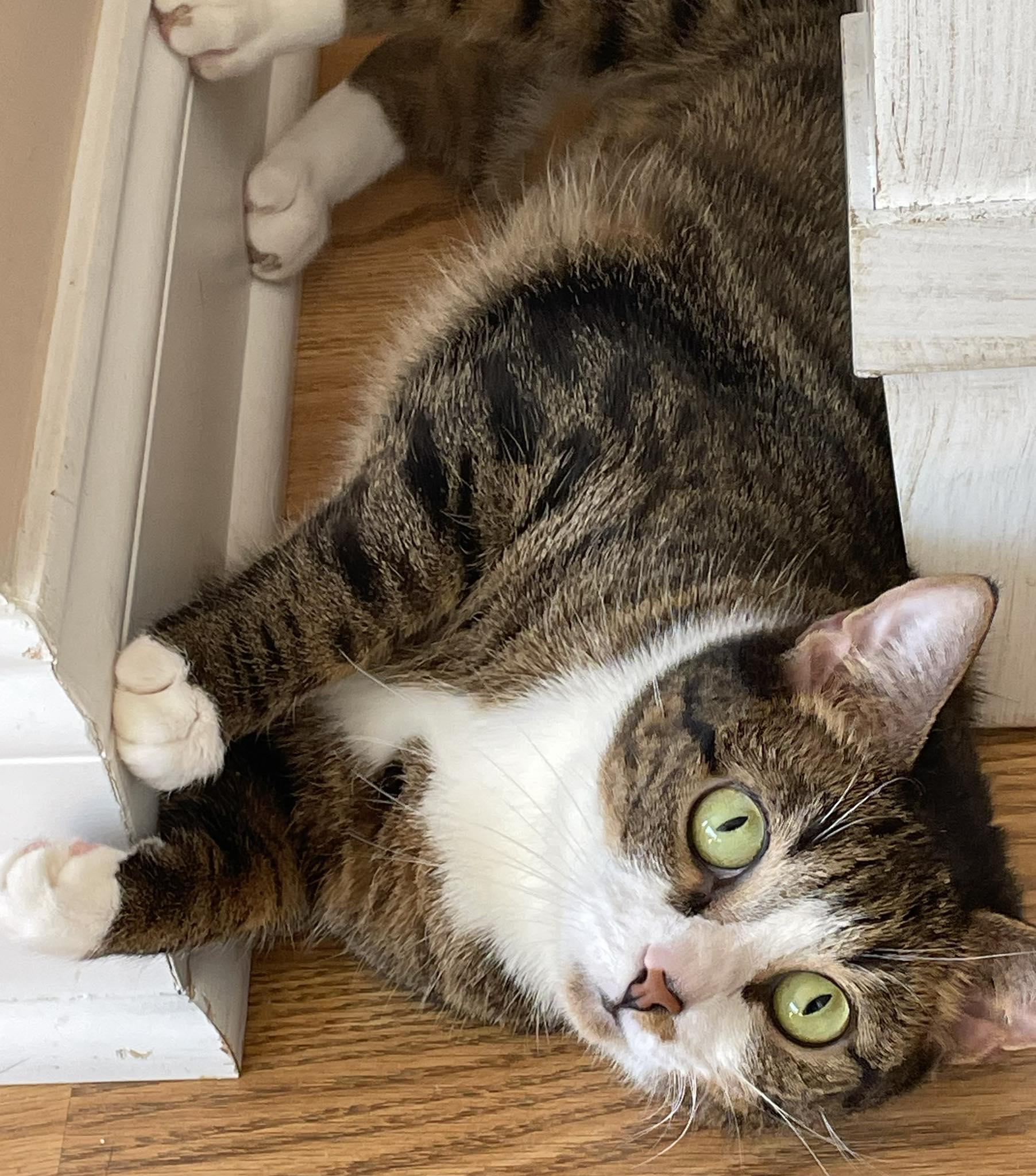 Tallie, ADOPTABLE, Young Female Domestic Short Hair.