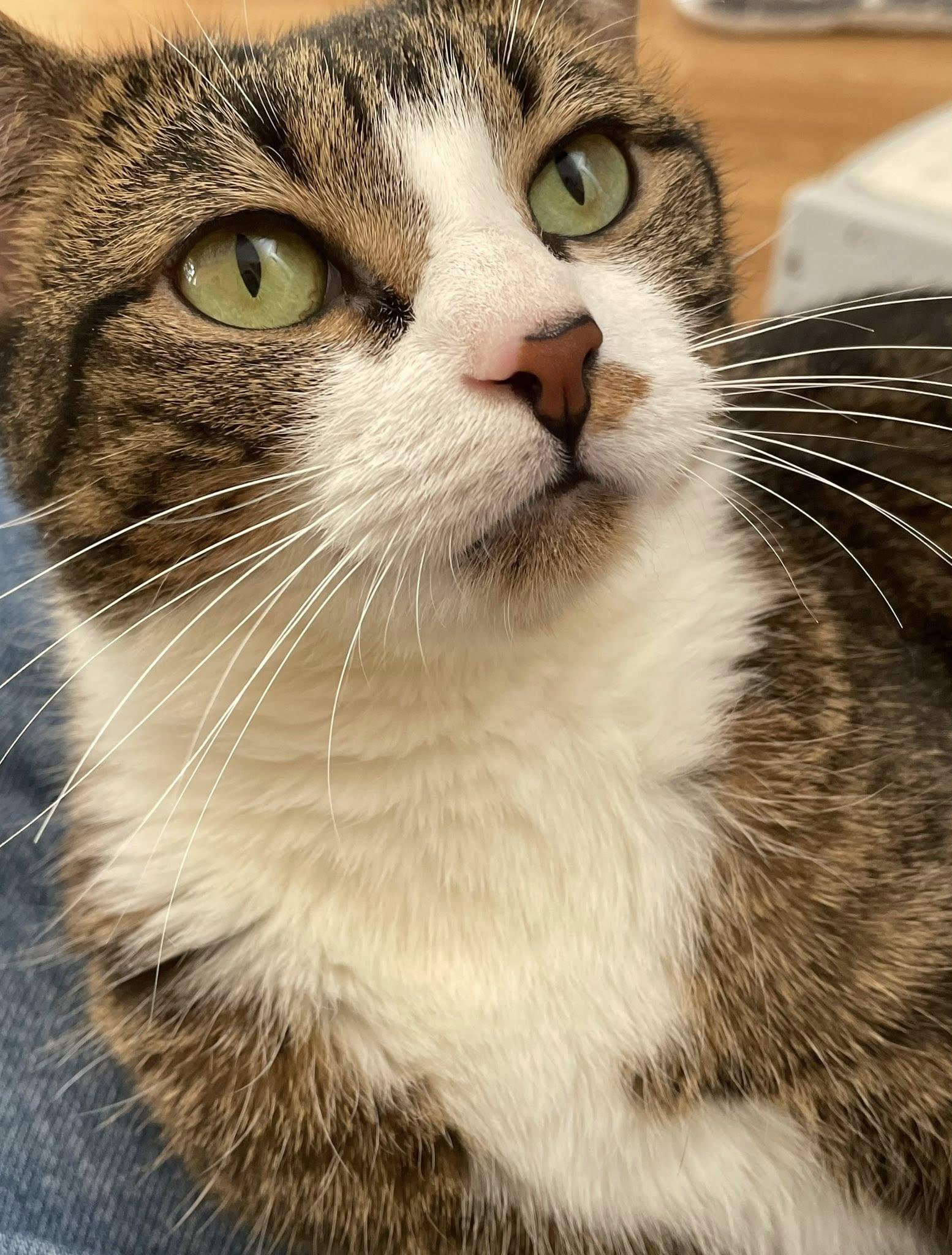 Enlarge Tallie, a ADOPTABLE Domestic Short Hair in Concord, NC image 3/6