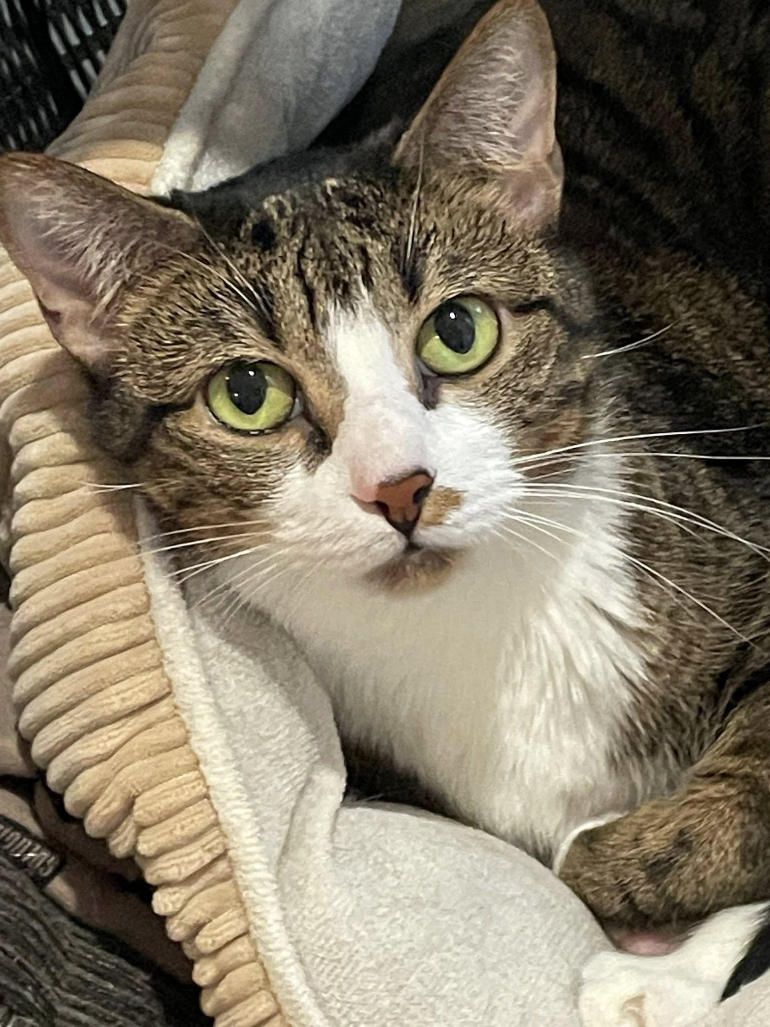 Enlarge Tallie, a ADOPTABLE Domestic Short Hair in Concord, NC image 2/6