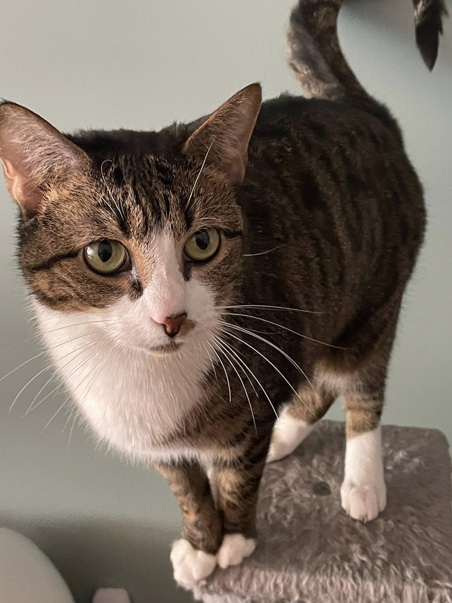 Enlarge Tallie, a ADOPTABLE Domestic Short Hair in Concord, NC image 4/6