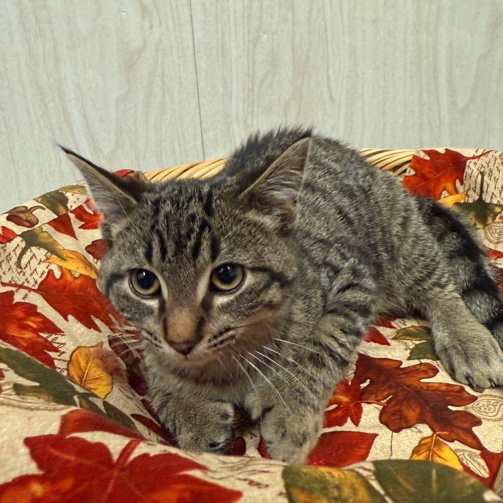 Griffin, Adoptable, Kitten Male Domestic Short Hair.