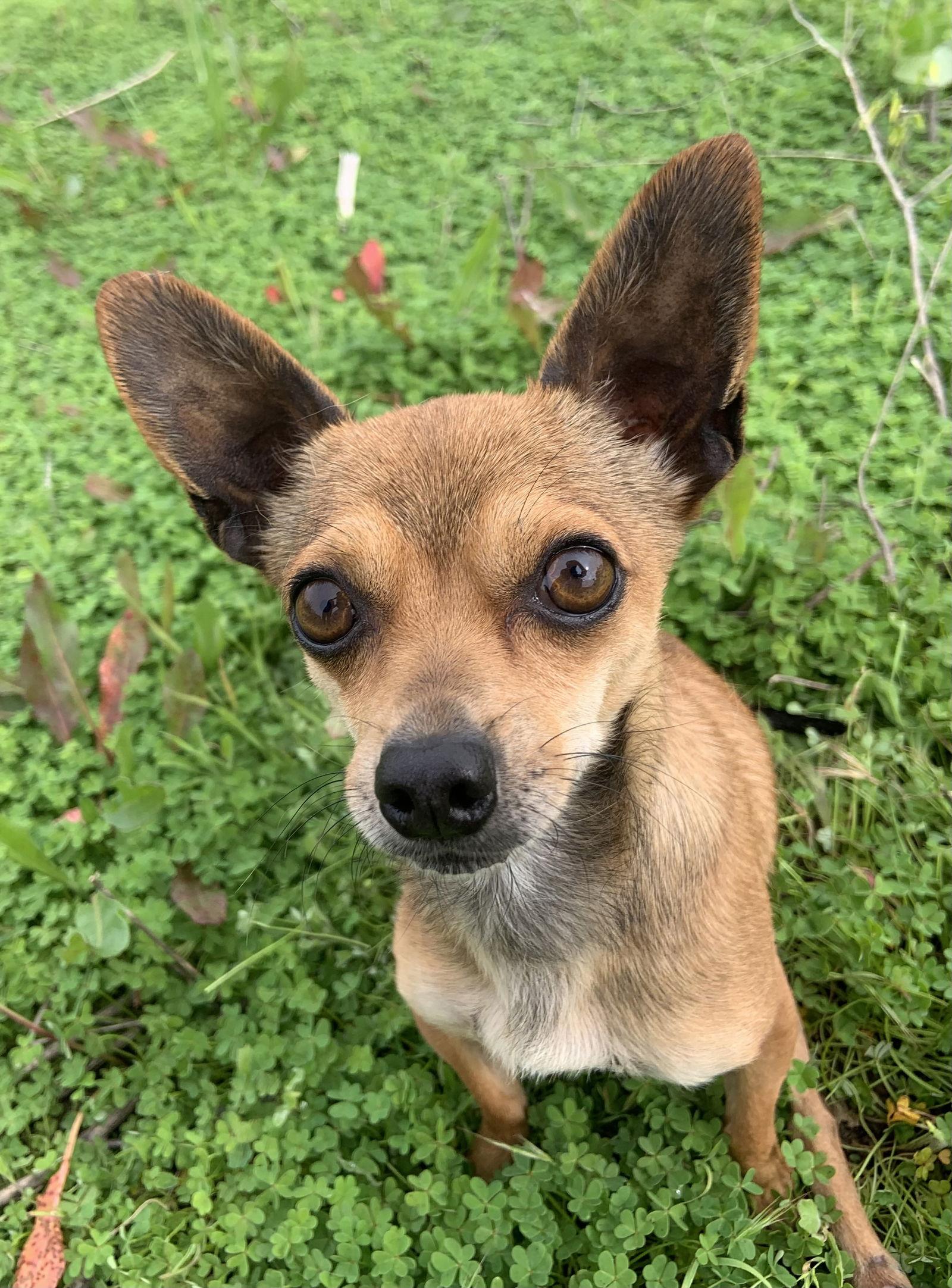 Riley, a Adoptable Chihuahua in Apple Valley, CA image 1/2