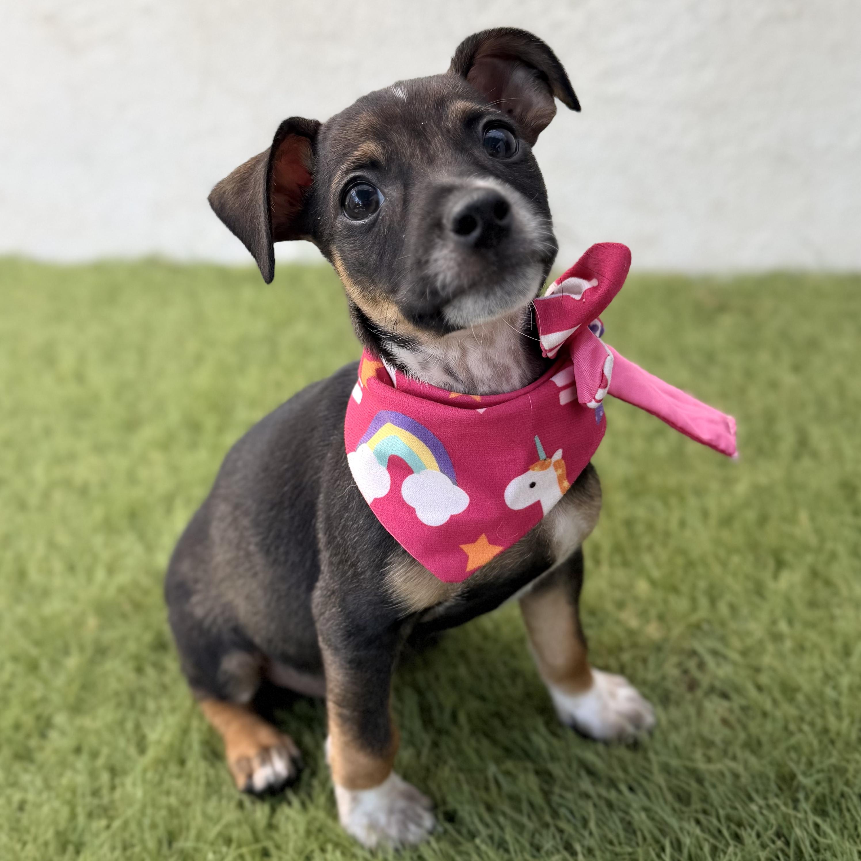 PIXIE, adopted, Puppy Female Chihuahua.