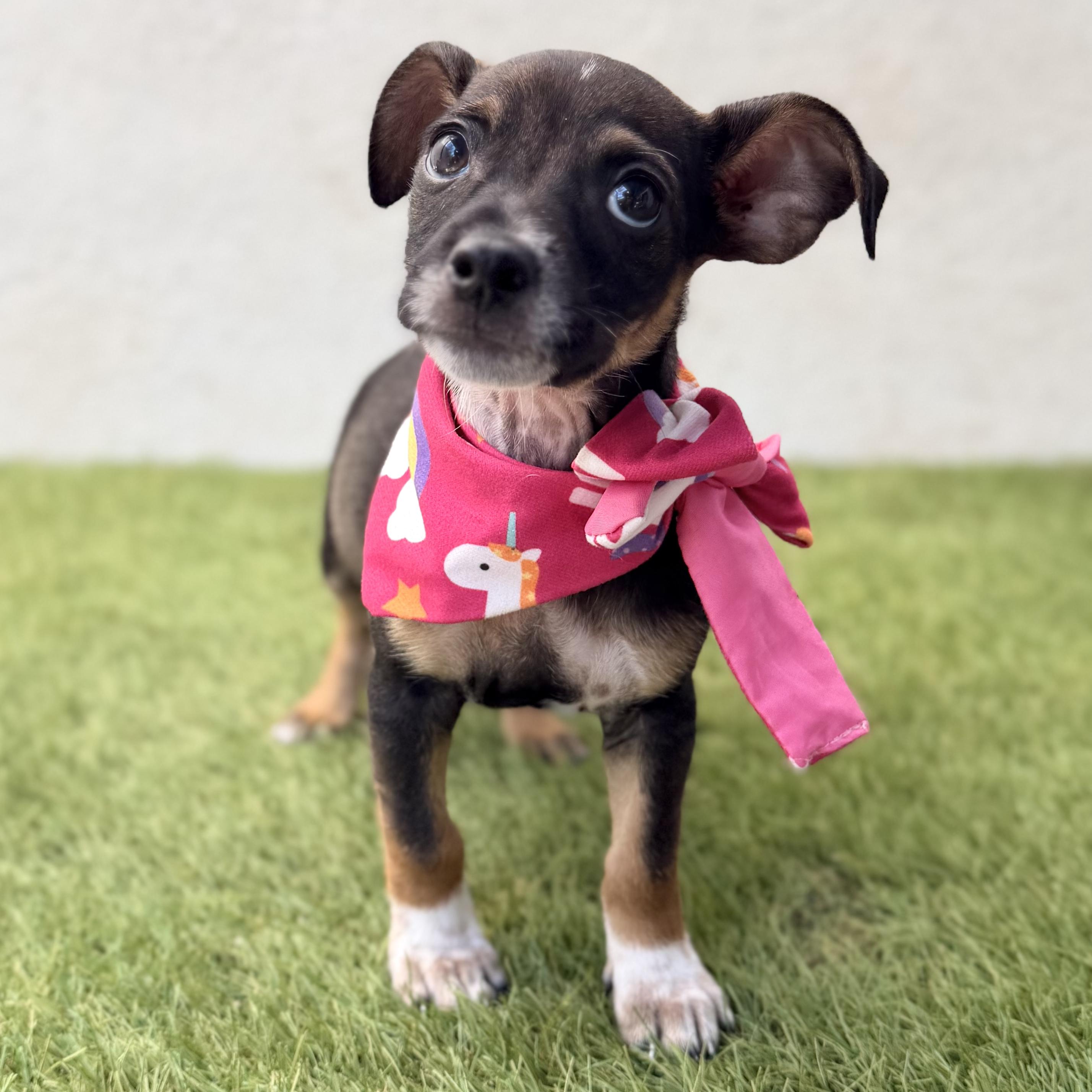 Enlarge PIXIE, an adopted mixed breed in La Jolla, CA image 3/5