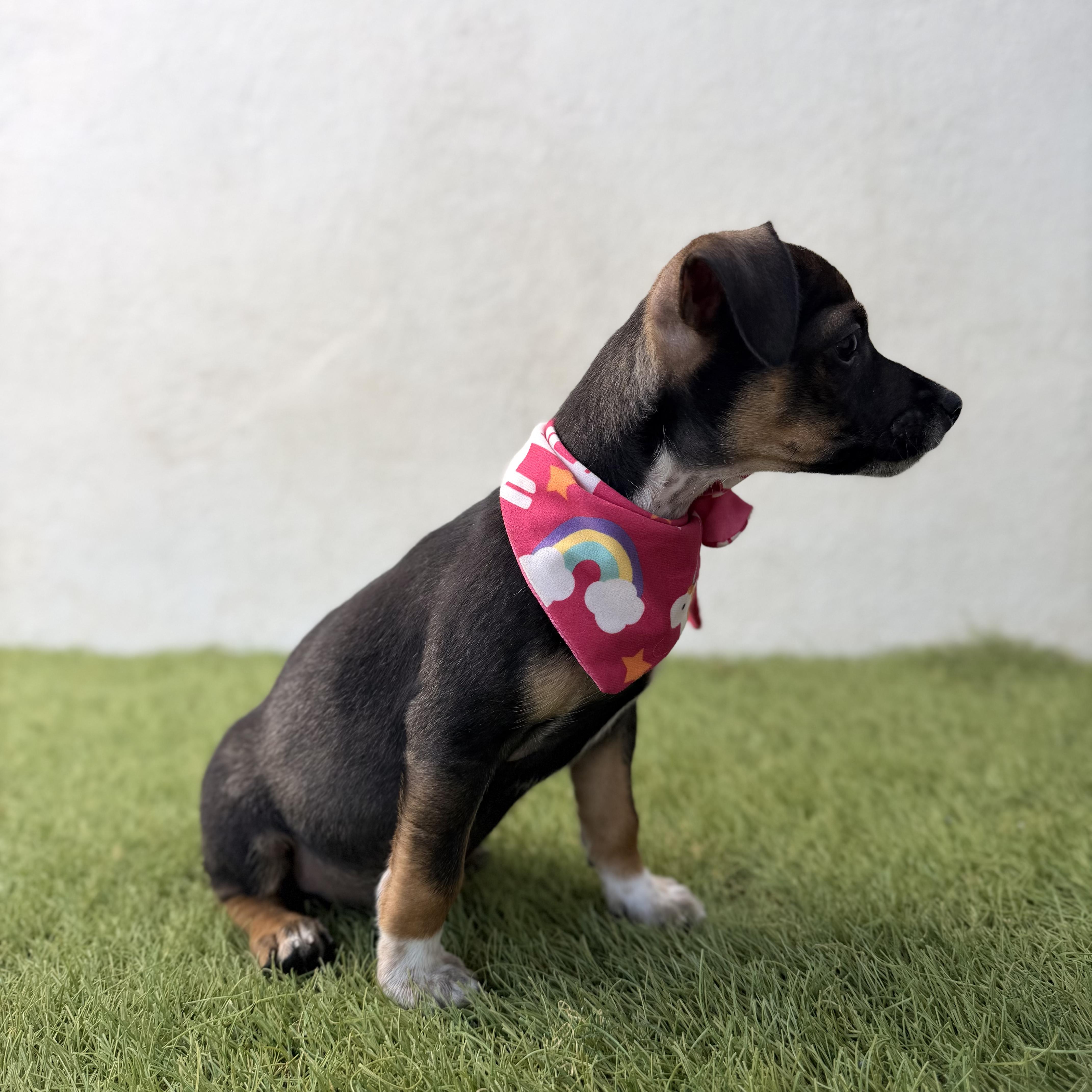 Enlarge PIXIE, an adopted mixed breed in La Jolla, CA image 4/5