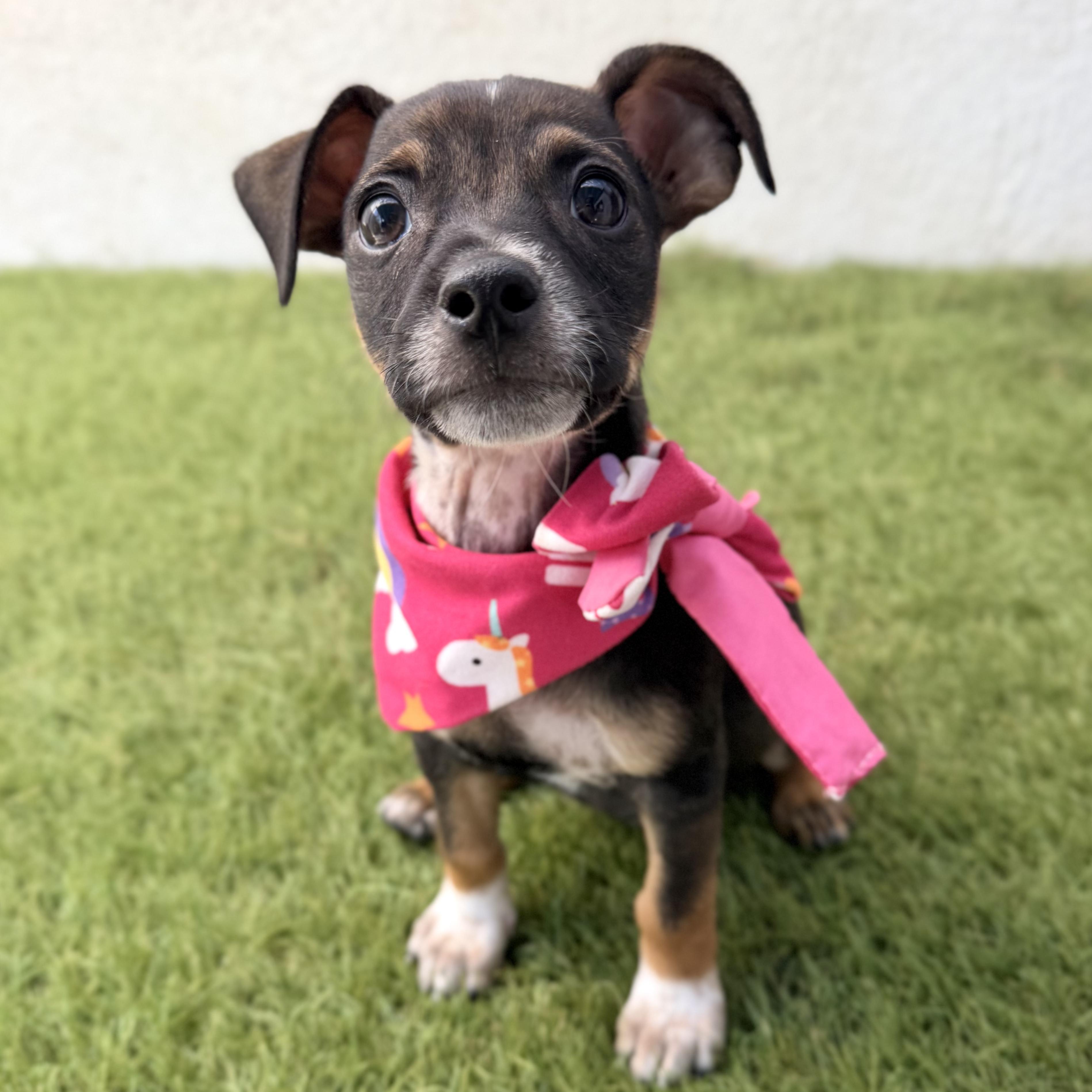 Enlarge PIXIE, an adopted mixed breed in La Jolla, CA image 2/5