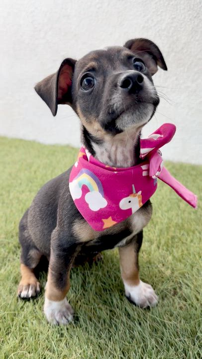 Enlarge PIXIE, an adopted mixed breed in La Jolla, CA video 5/5
