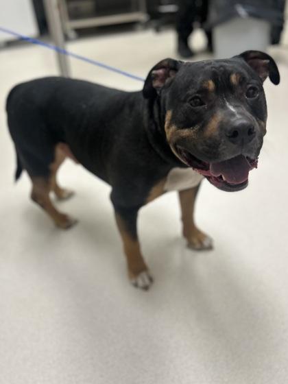 Enlarge Cowboy, a Adoptable mixed breed in Irving, TX image 1/3