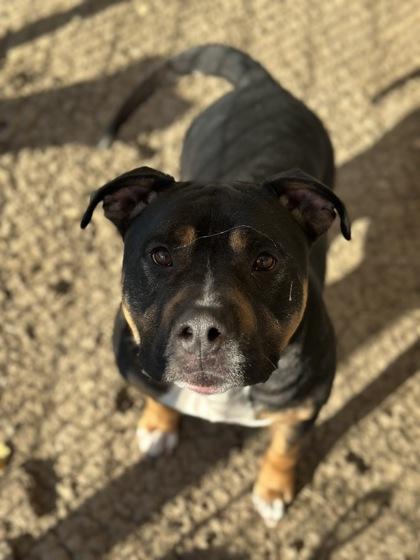 Enlarge Cowboy, a Adoptable mixed breed in Irving, TX image 2/3