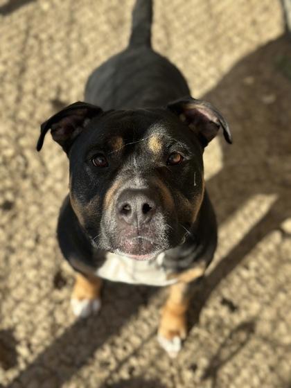 Enlarge Cowboy, a Adoptable mixed breed in Irving, TX image 3/3