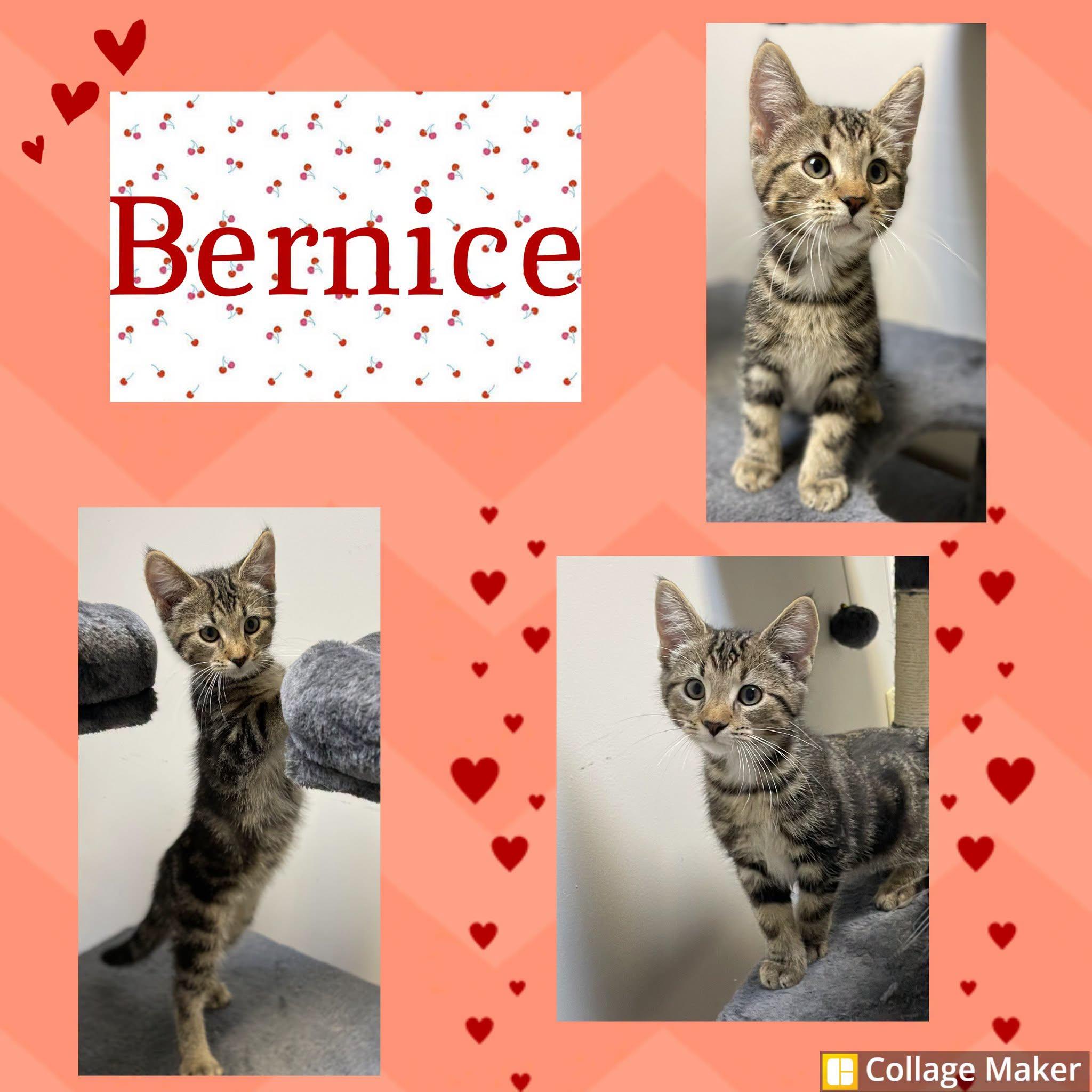 Enlarge Bernice, an adopted mixed breed in Clearfield, PA image 1/1