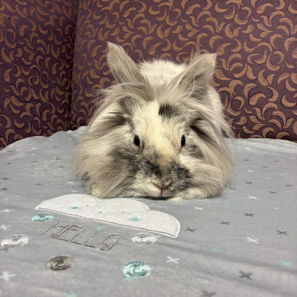Enlarge Veruca, a Adoptable Lionhead in Gansevoort, NY image 1/1