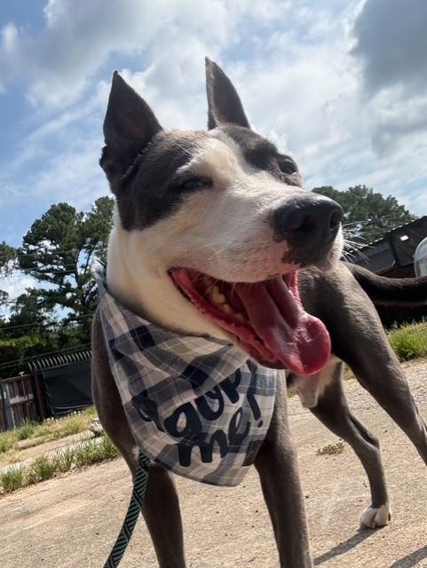 Arden — thumbnail 2