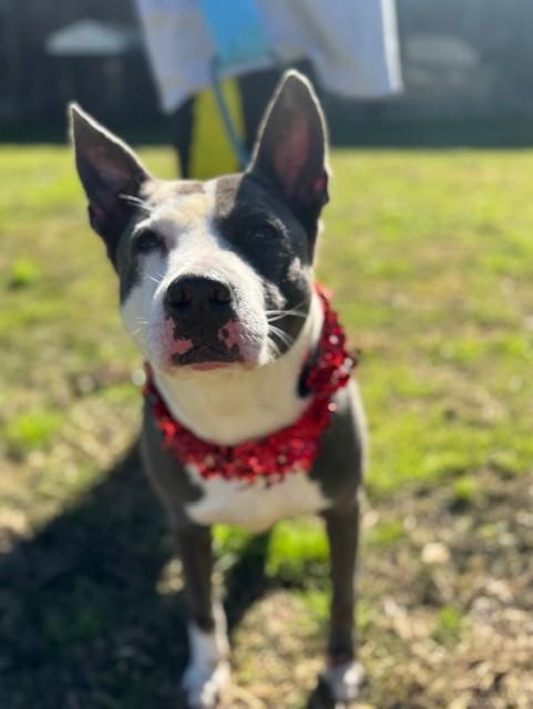 Arden — thumbnail 3