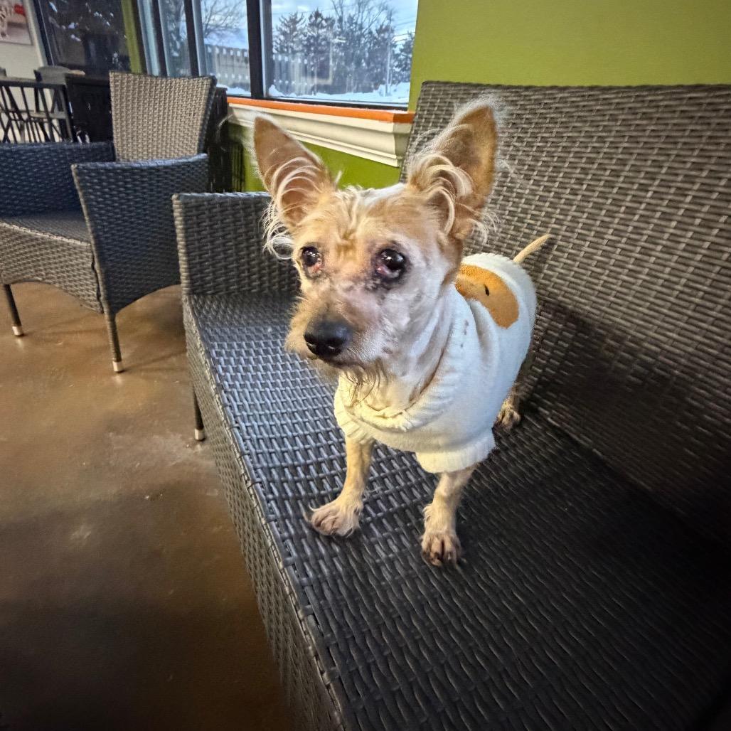 Enlarge Noodle, a Adoptable mixed breed in Avon, OH image 2/6