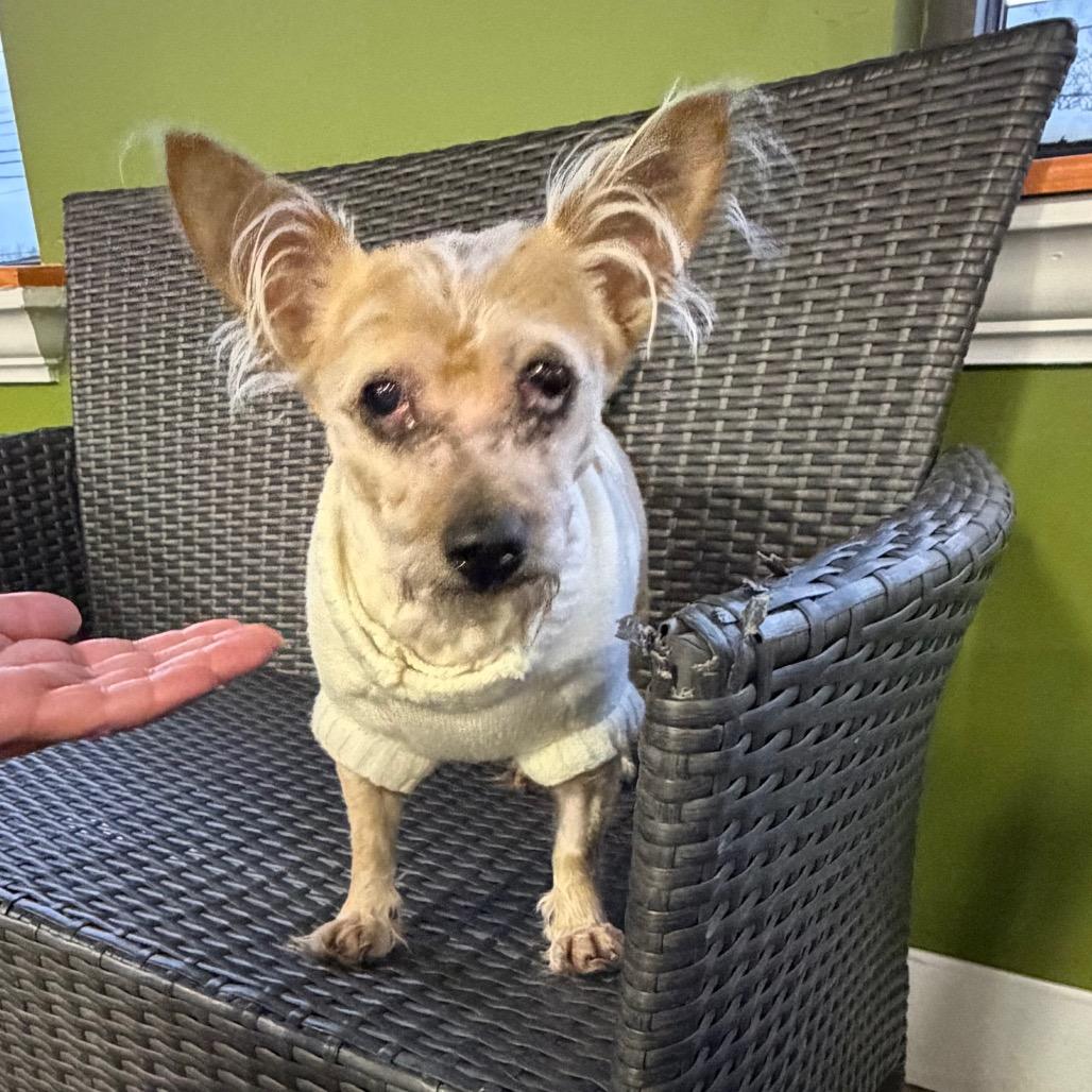 Enlarge Noodle, a Adoptable mixed breed in Avon, OH image 4/6