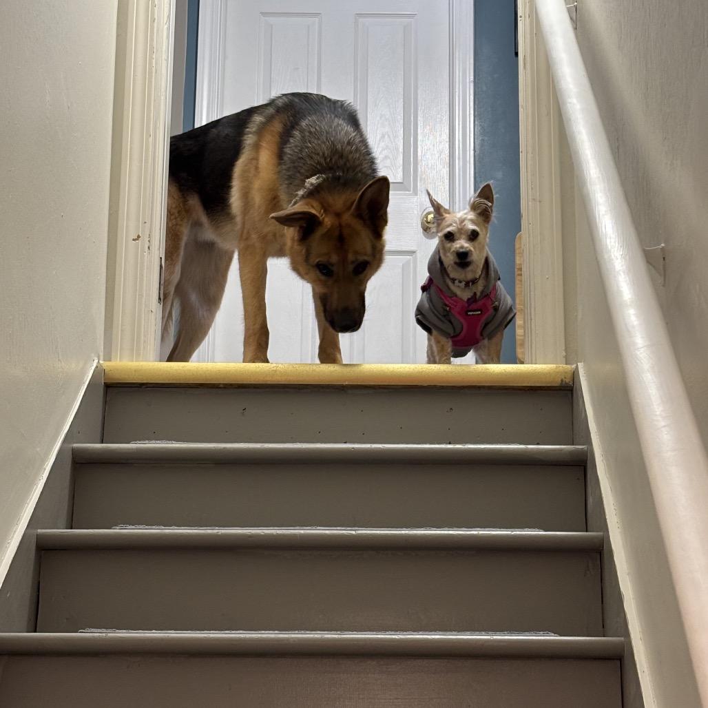 Enlarge Noodle, a Adoptable mixed breed in Avon, OH image 6/6