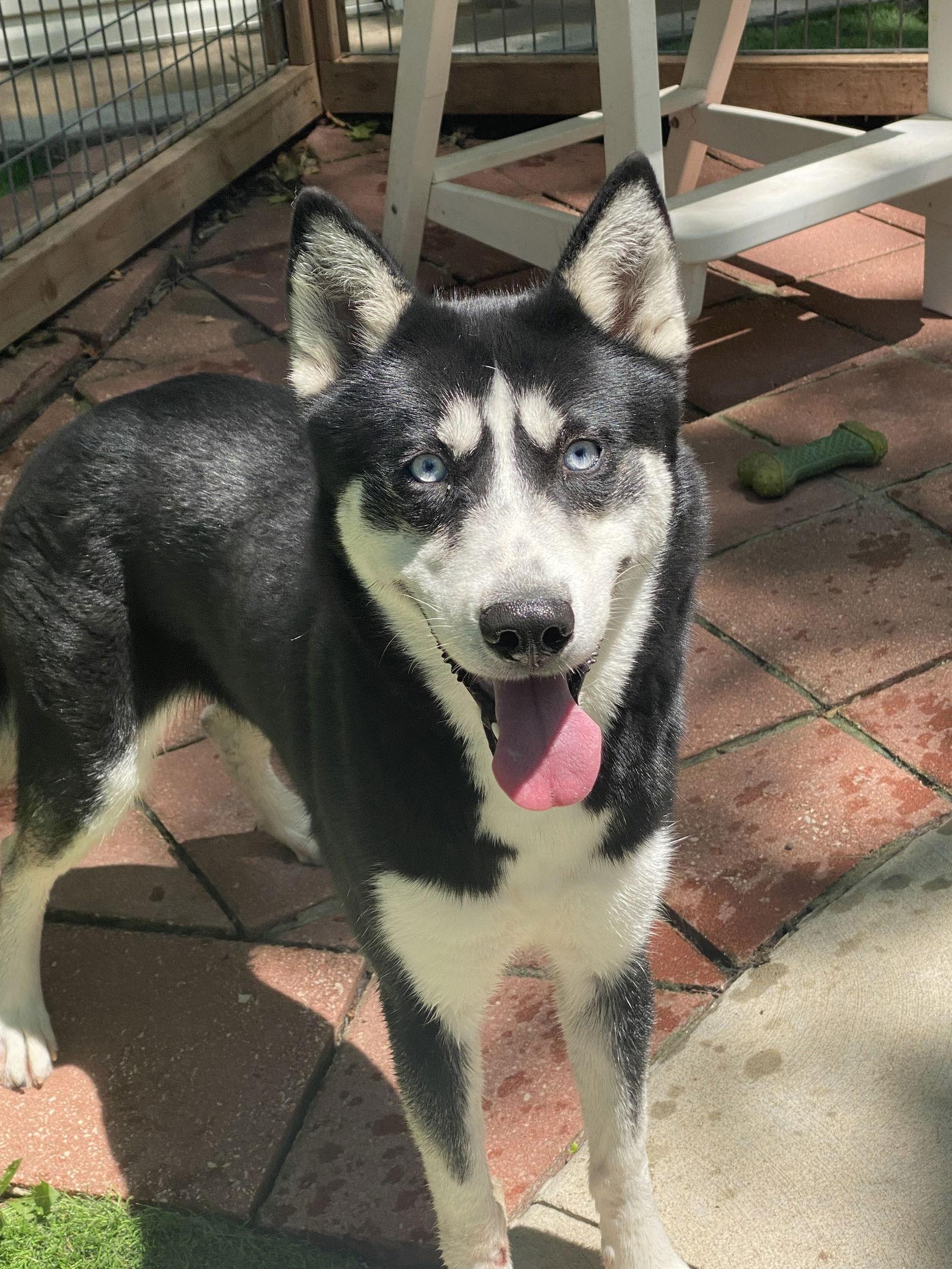 Yogi, Adopted, Young Female Siberian Husky.