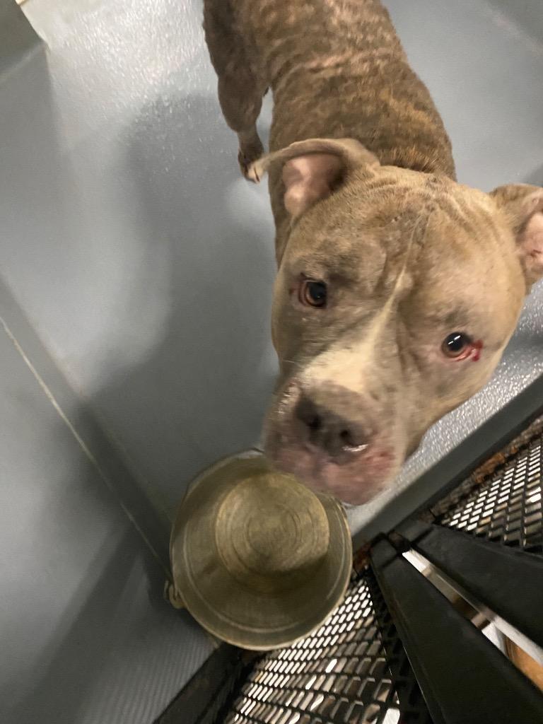 coco blue, Adoptable, Adult Female Pit Bull Terrier.