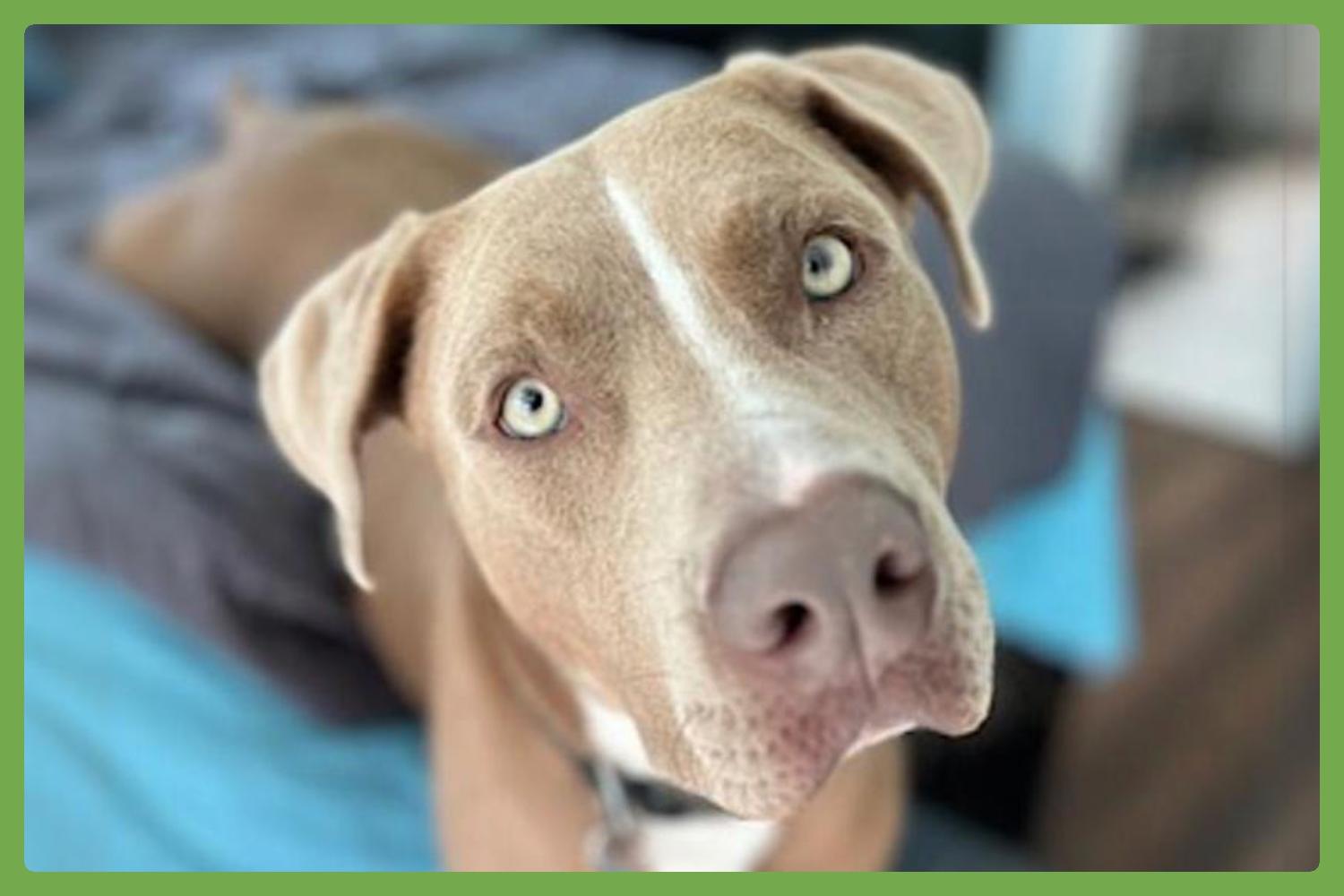 Arlo, Young Male Pit Bull Terrier