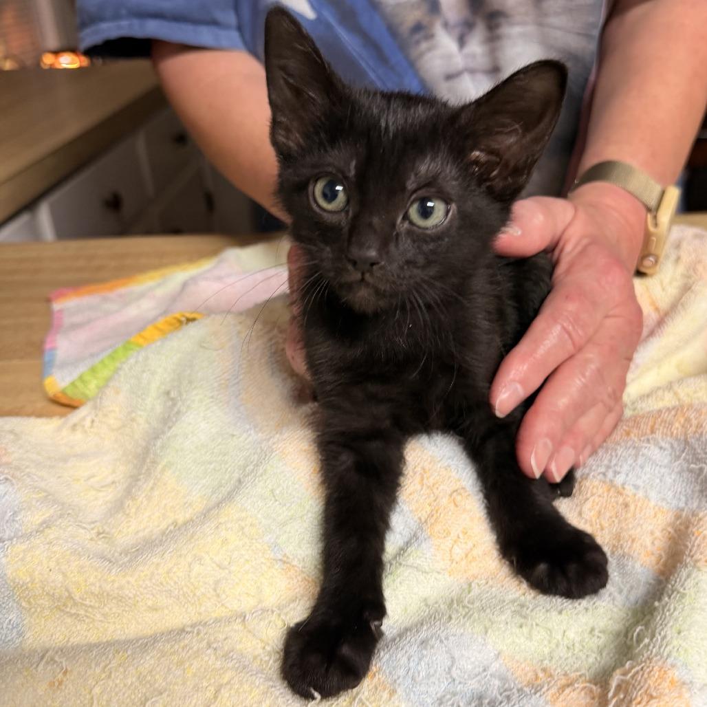 Patricia, Adoptable, Kitten Female Domestic Short Hair & Domestic Short Hair.