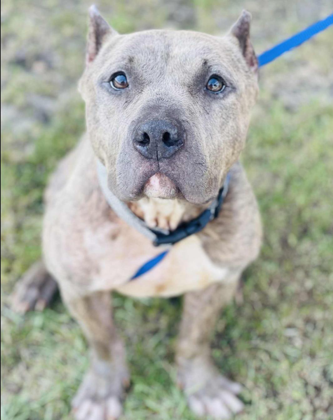 Come adopt me today I am located at Rockdale County Animal Services come visit me from 1pm-430pm