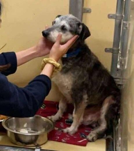 Albert, Adoptable, Adult Male Terrier & Mixed Breed.