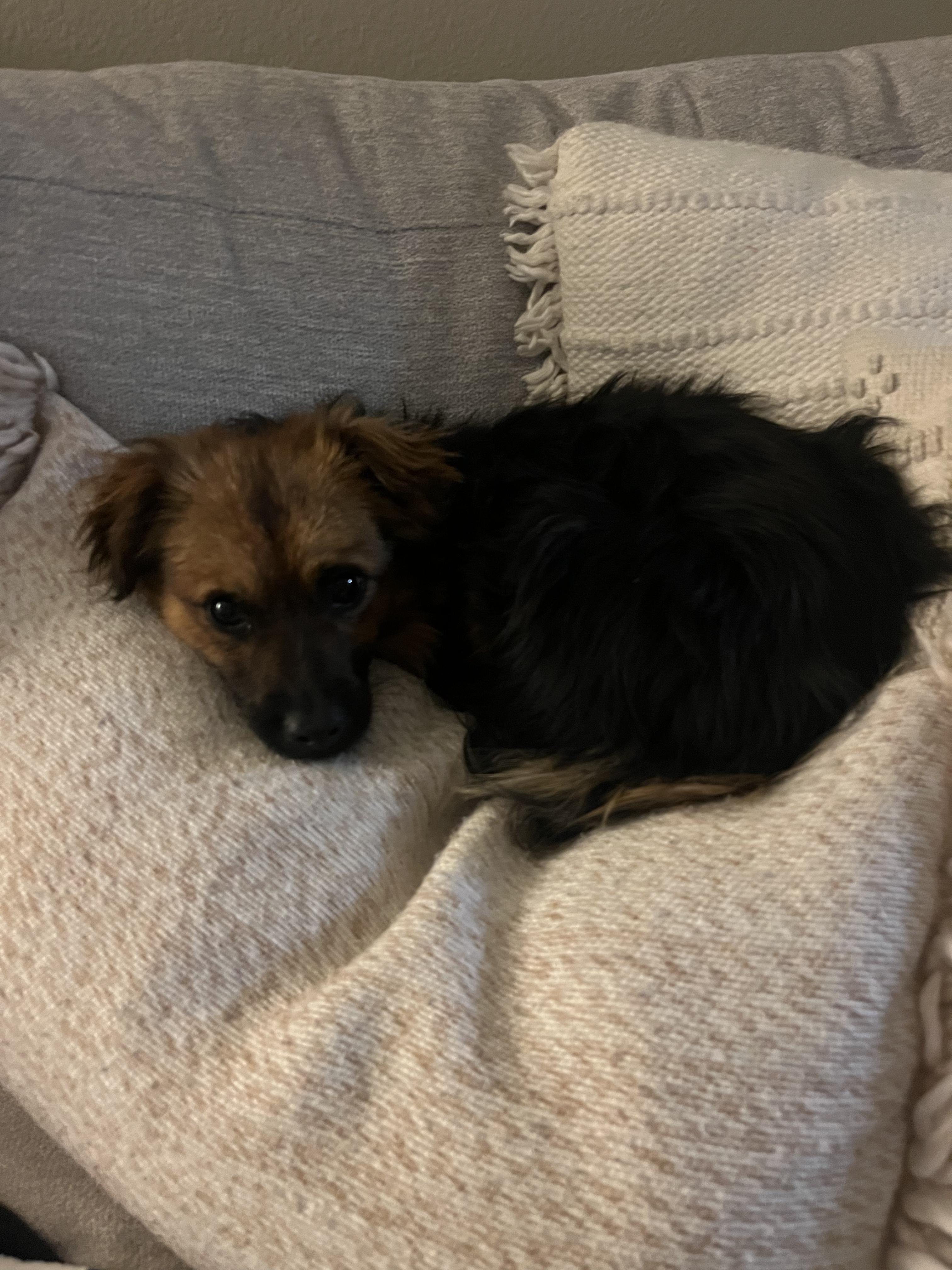 Benedict, an adoptable Spaniel in Los Angeles, CA, 90026 | Photo Image 2