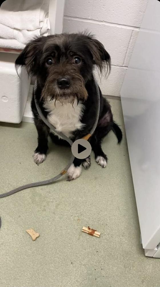 Enlarge KODAK, a Adoptable mixed breed in Dutton, VA image 1/3