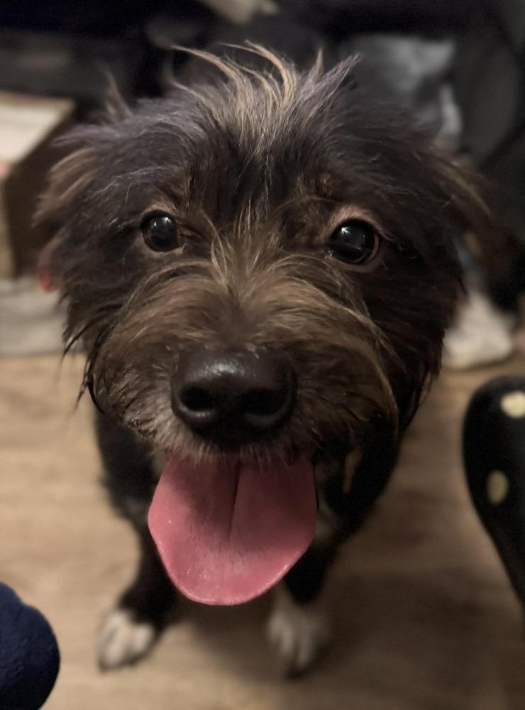 Enlarge KODAK, a Adoptable mixed breed in Dutton, VA image 2/3