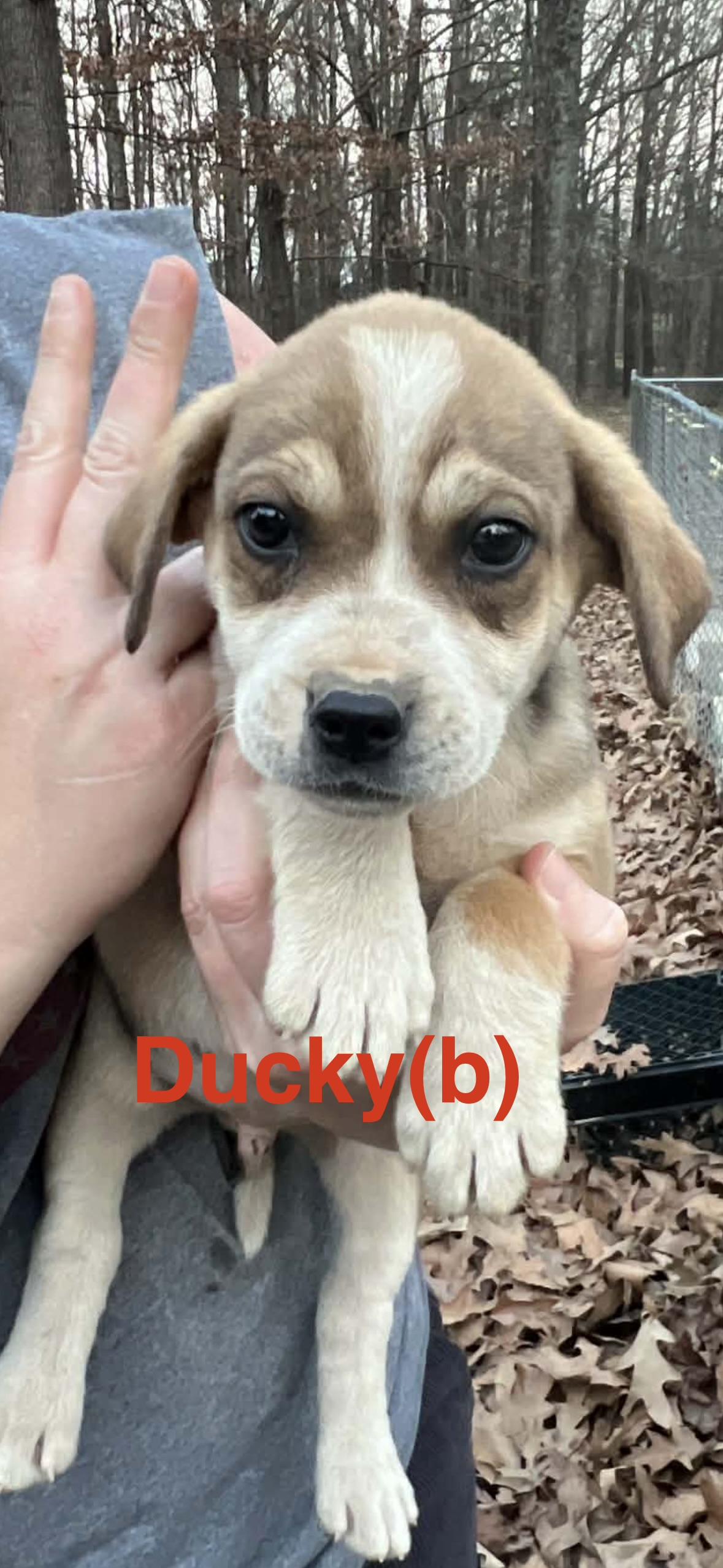 Enlarge Ducky, a Adoptable mixed breed in Whiting, NJ image 1/1