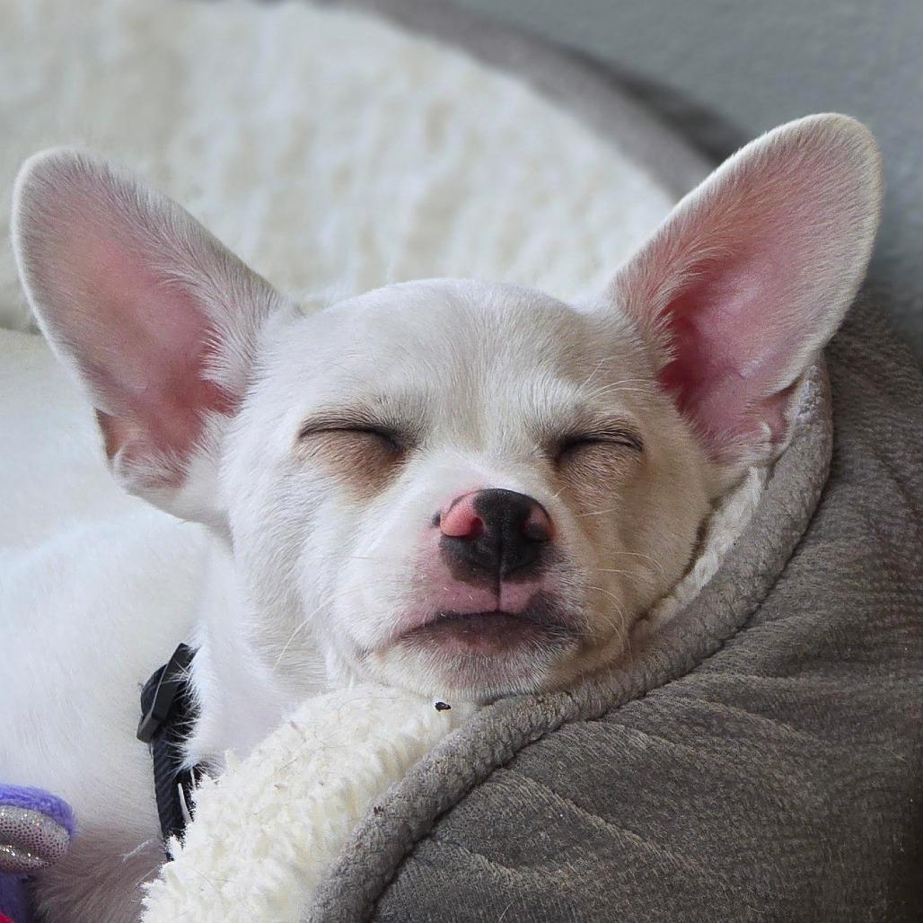 LIL MAN "Manny", Adoptable, Puppy Male Chihuahua & Mixed Breed.