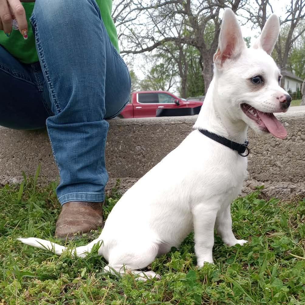 Enlarge LIL MAN "Manny", a Adoptable mixed breed in Holton, KS image 2/4