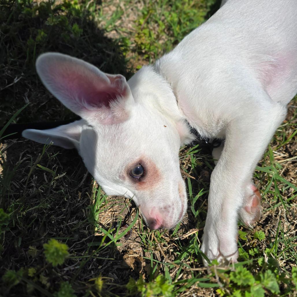 Enlarge LIL MAN "Manny", a Adoptable mixed breed in Holton, KS image 3/4
