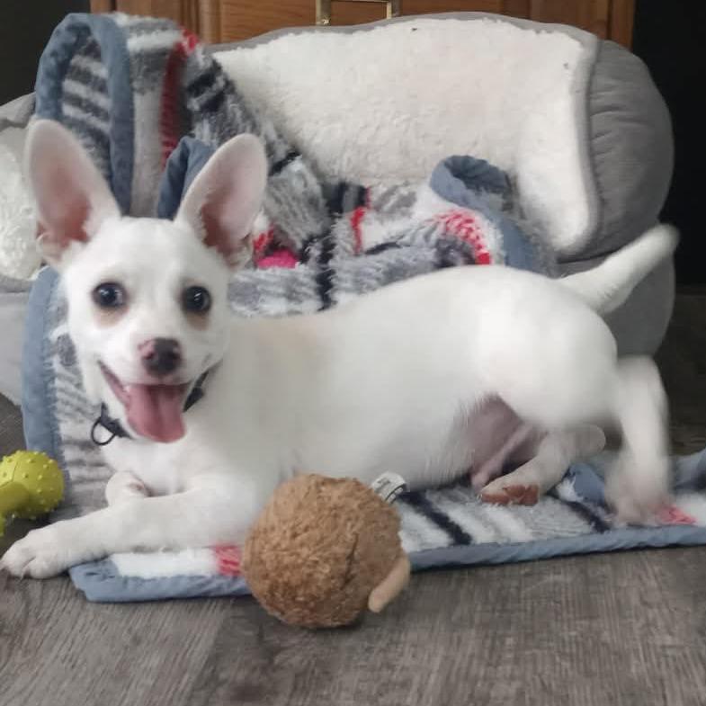 Enlarge LIL MAN "Manny", a Adoptable mixed breed in Holton, KS image 4/4