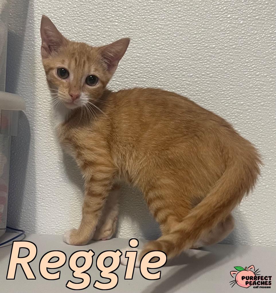 Reggie, Adoptable, Kitten Female Domestic Short Hair.