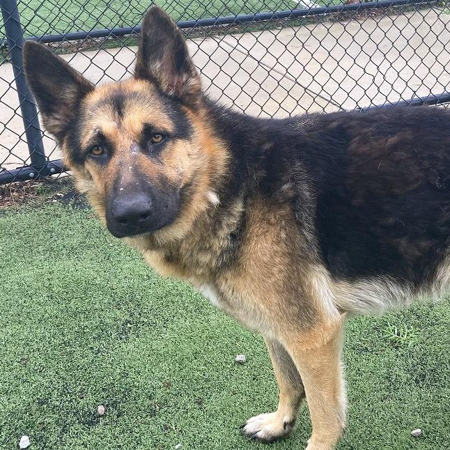 ButterBean, Adoptable, Adult Male Mixed Breed.