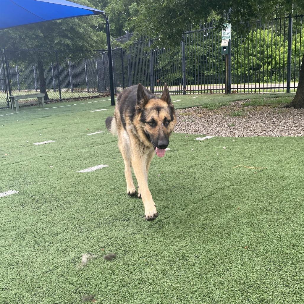Enlarge ButterBean, a Adoptable Mixed Breed in Memphis, TN image 2/6
