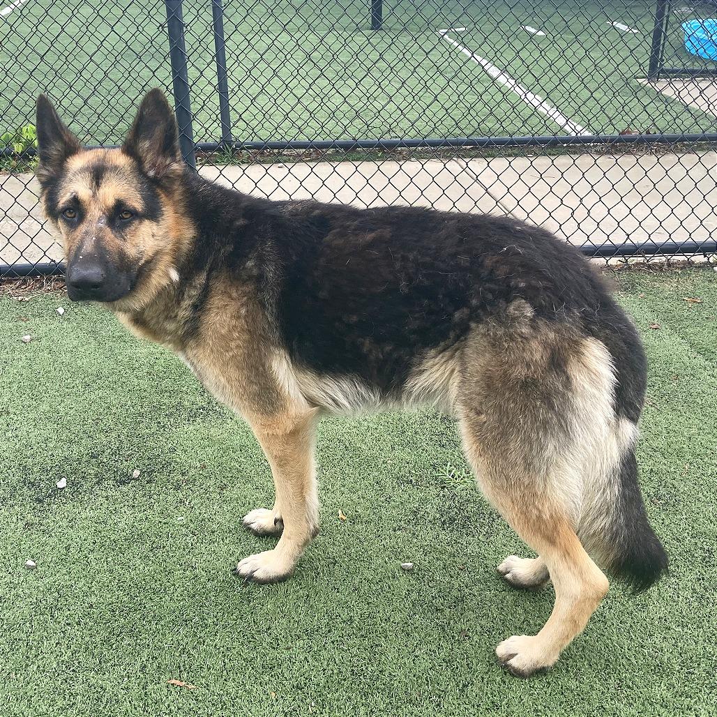 Enlarge ButterBean, a Adoptable Mixed Breed in Memphis, TN image 3/6