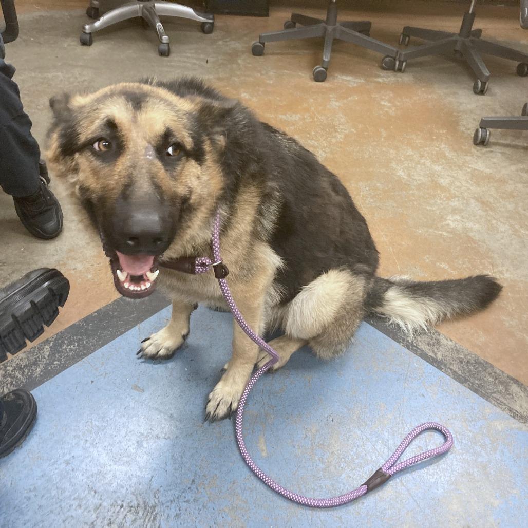 Enlarge ButterBean, a Adoptable Mixed Breed in Memphis, TN image 4/6