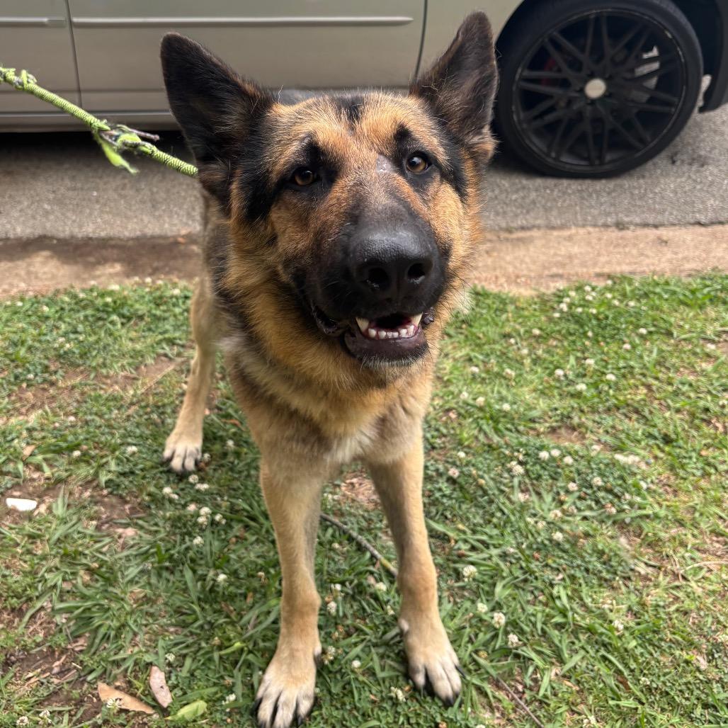 Enlarge ButterBean, a Adoptable Mixed Breed in Memphis, TN image 5/6