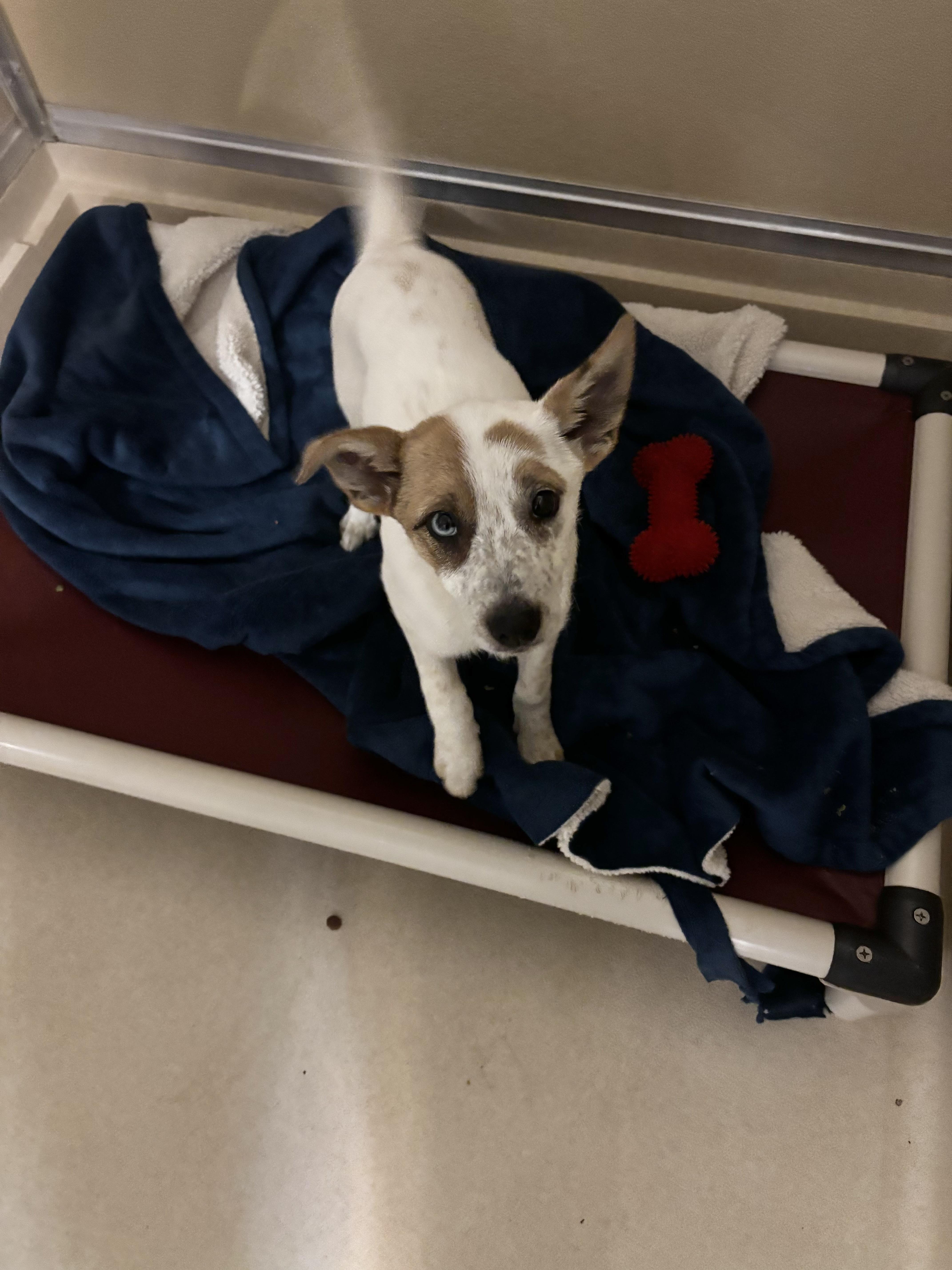Pip, adopted, Puppy Female Australian Cattle Dog / Blue Heeler.