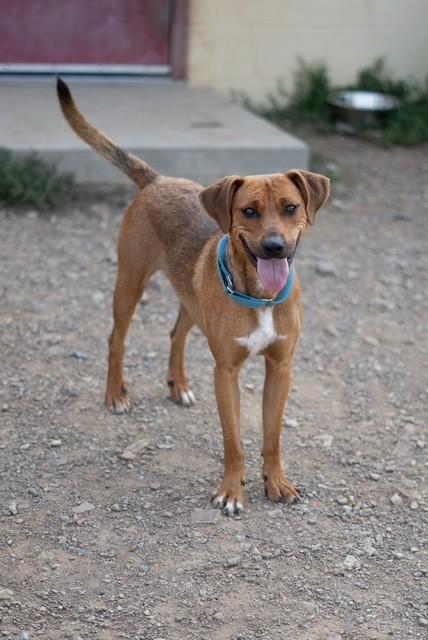 Arlo, a ADOPTABLE mixed breed in Augusta, WV image 3/3