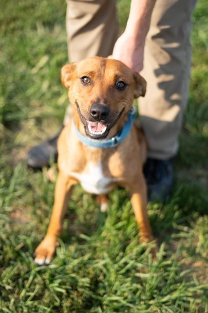 Arlo, ADOPTABLE, Young Male Mountain Cur.