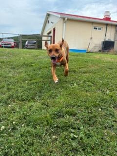 Arlo, a ADOPTABLE mixed breed in Augusta, WV image 2/3
