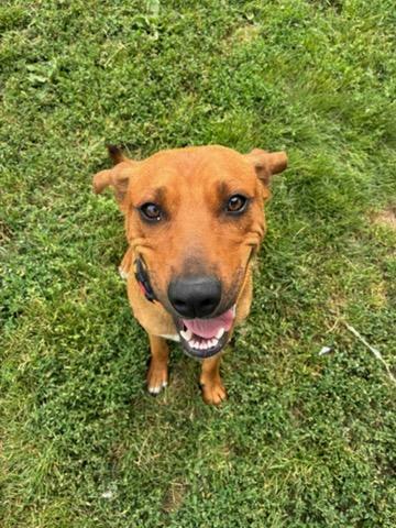 Arlo, ADOPTABLE, Young Male Mountain Cur.